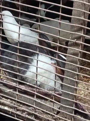 Matured Rabbits for Sale