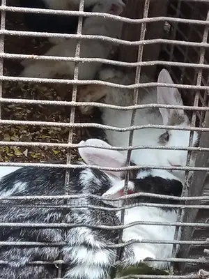 Matured Rabbits for Sale