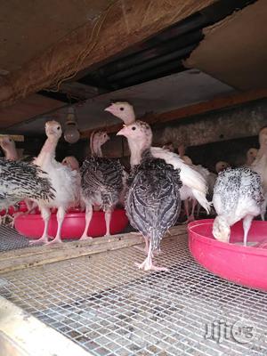 Local Turkey