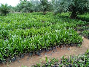 Hybrid Tenera Oil Palm Seedlings