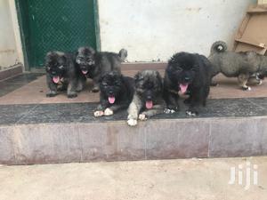 1-3 months Male Purebred Caucasian Shepherd