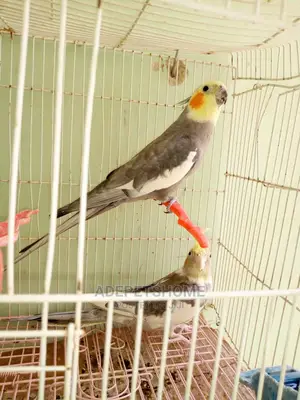 Cockatiel Parrots for Sale