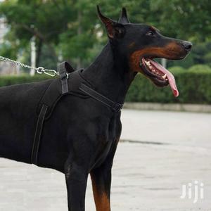 Dog Harness