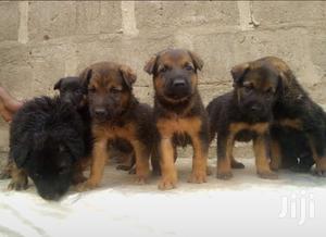 Female Purebred German Shepherd