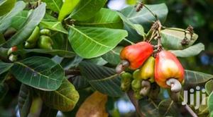 Hybrid Dwarf Cashew Seedlings