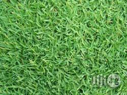 Carpet Grass Seed(Bermuda Grass) in Kubwa - Garden, Adams ...