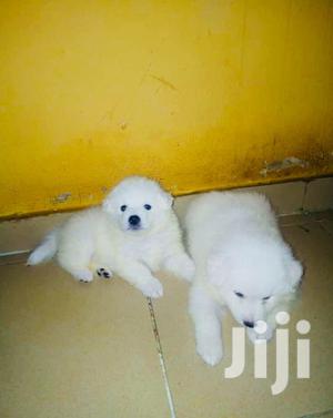 1-3 months Male Purebred American Eskimo