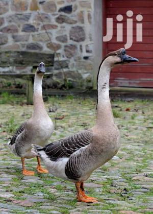 Ostrich Goose and Geese Quail Birds Brahma White Peacock Etc