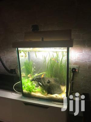 Aquarium Tank