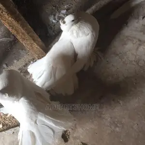 Exotic Foreign Pigeons For Sale