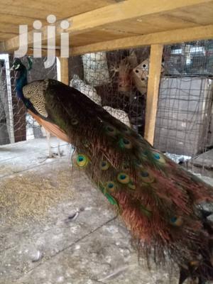 Well Healthy Peacock and Ostrich