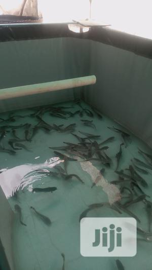 Pond For Fish Farming