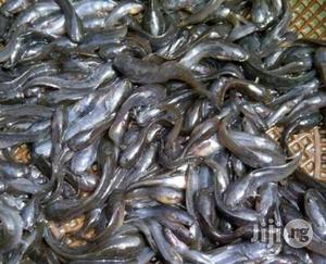 Fingerling And Juvenile Catfish For Sale
