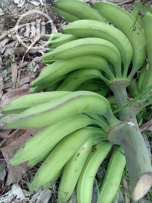 Introducing Giant Elephant Plantain Suckers for Sale