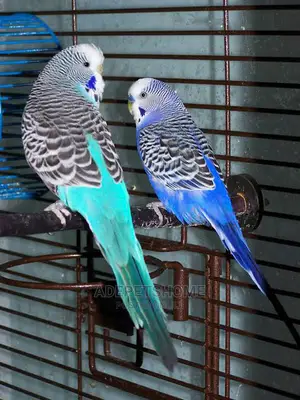 Budgies for Sale