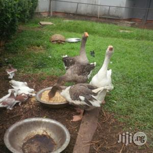 Male and Female Goose