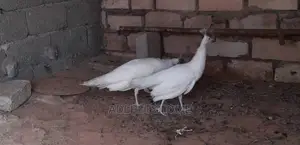 White Peacocks for Sale