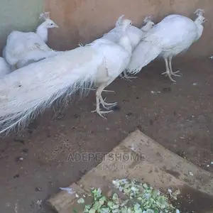 Adult White Peacocks for Sale