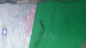 Artificial Grass For Pet In Lagos Nigeria