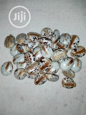 Castor Seeds - Brazilian White