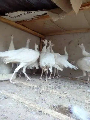 White Peacocks For Sale