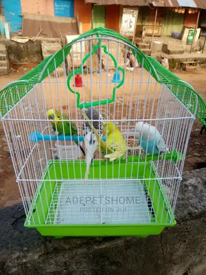Pair of Budgies Parrots for Sale