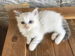 Female Purebred Persian