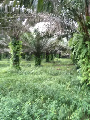 Vegetable Oil Factory At Sango Ogun State