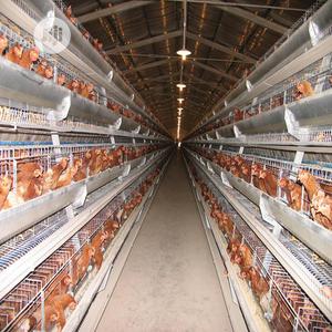 Imported Poultry Cages Chicken Cages Battery Chicken Cages