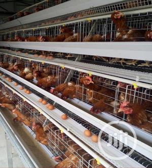 Imported Battery Cages Chicken Cages