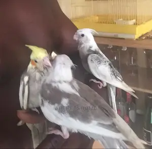 Hand Tamed Cockatiels For Sale