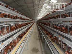 China Factory Battery Chicken Cages 4tires 160 Birds Per Set