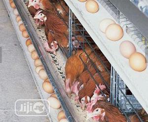 Chicken Cages Best Battery Cages