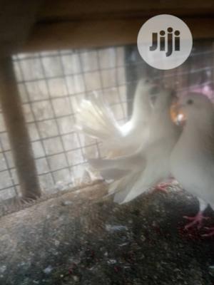 Exotic Pigeons Is Available For Sale