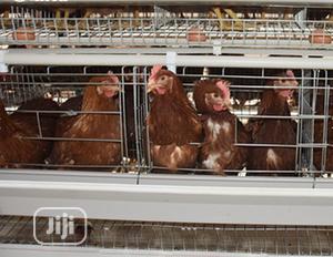Poultry Cage China Factory Galvanized Cage