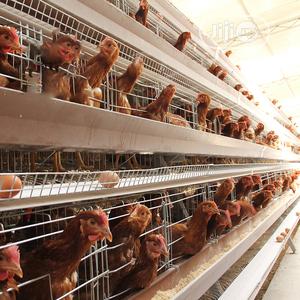Poultry Cage China Factory For Layers