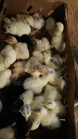 Day Old Turkey