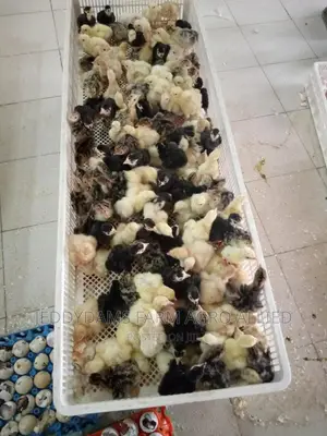 Day Old Turkey