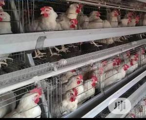 China Factory Best Battery Cages Hot Galvanized Chicken Cages