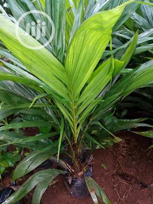 Improved Oil Palm Trees Seedlings.