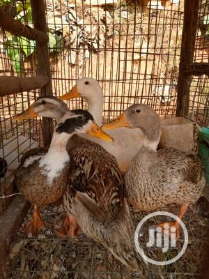 Imported Ducks