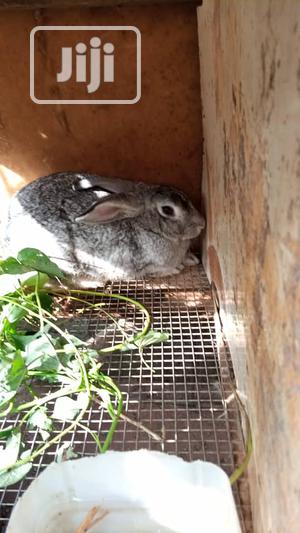 Rabbits, Different Breeds, Newzealand, Hylaquine, Dutch,