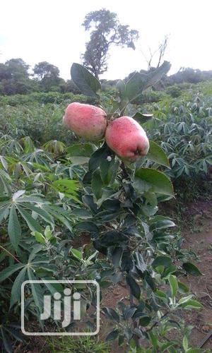Fruits Seedlings Apple Citrus Grape