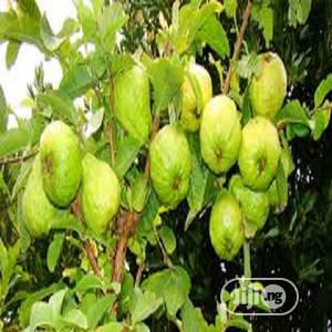 Guava Seeds And Seedling Hybrid