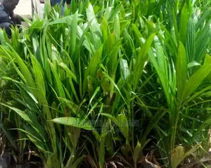 Dwarf Hybrid Coconut Seedlings