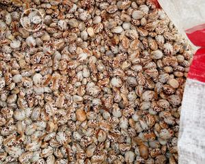 Castor Seeds