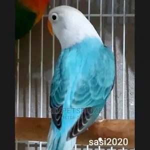 Pair Of Beautiful Love Birds