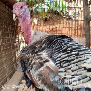 Gaint Jumbo Turkeys. Deliver to Your Kitchen.