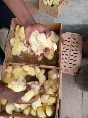 Chubbyb Broiler