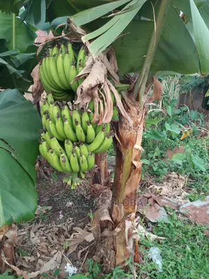 Dwarf Banana Sucker (Carvendish)